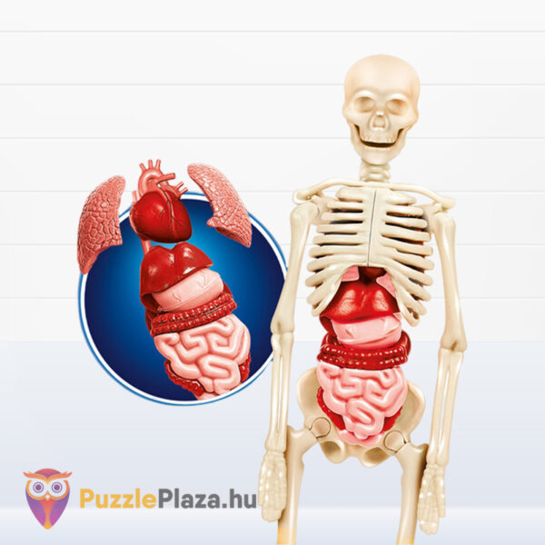 Az emberi test: tudományos anatómiai játék készlet részlete (Clementoni)