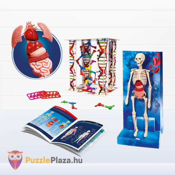 Az emberi test: tudományos anatómiai játék készlet tartalma (Clementoni)